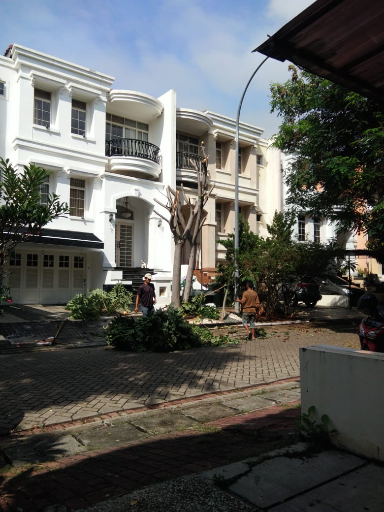 Jasa Tebang Pohon Jakarta, Bogor, Depok, Tangerang, & Bekasi-2 Jasa Tebang Pohon Jakarta, Bogor, Depok, Tangerang, & Bekasi-2